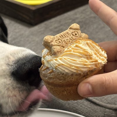 Doggie Cupcakes
