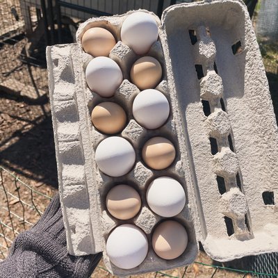 12 Count Free Range Egg Carton