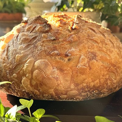 Classic Sourdough Boule Large