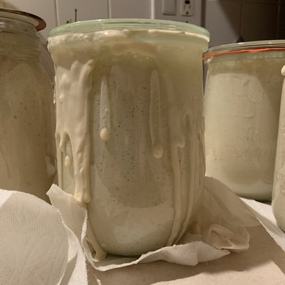Live Sourdough Starter 