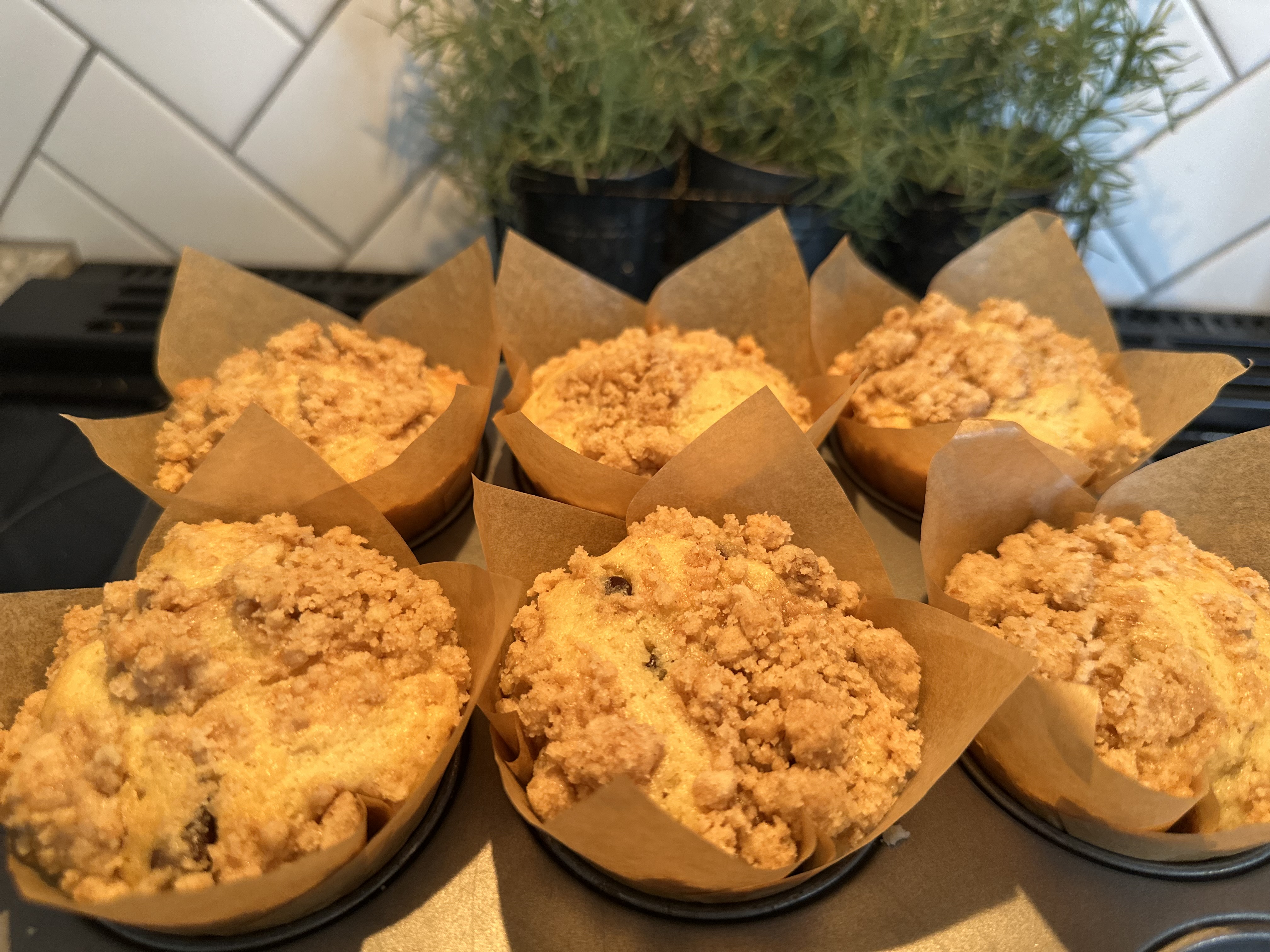 1/2 Dozen Sourdough Chocolate Chip Muffins 