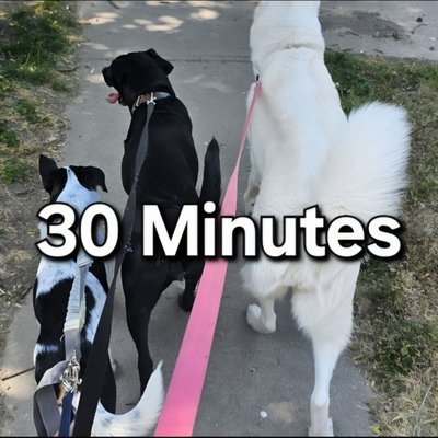 Paw Walking! 30min. (Energy Reducing Walks For Your Fur Baby) 