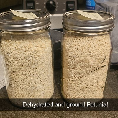 Dehydrated Petunia 