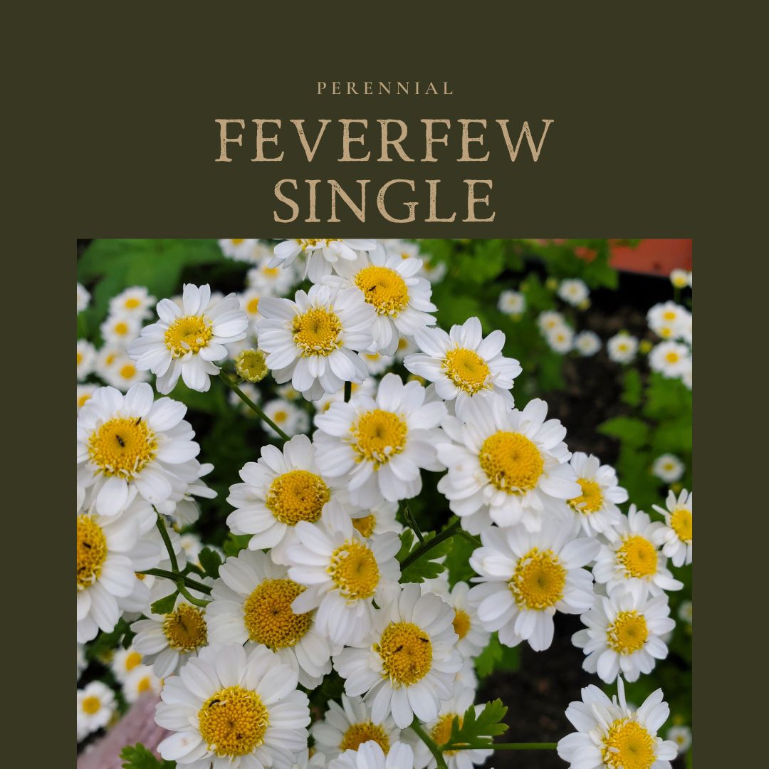 Feverfew Single