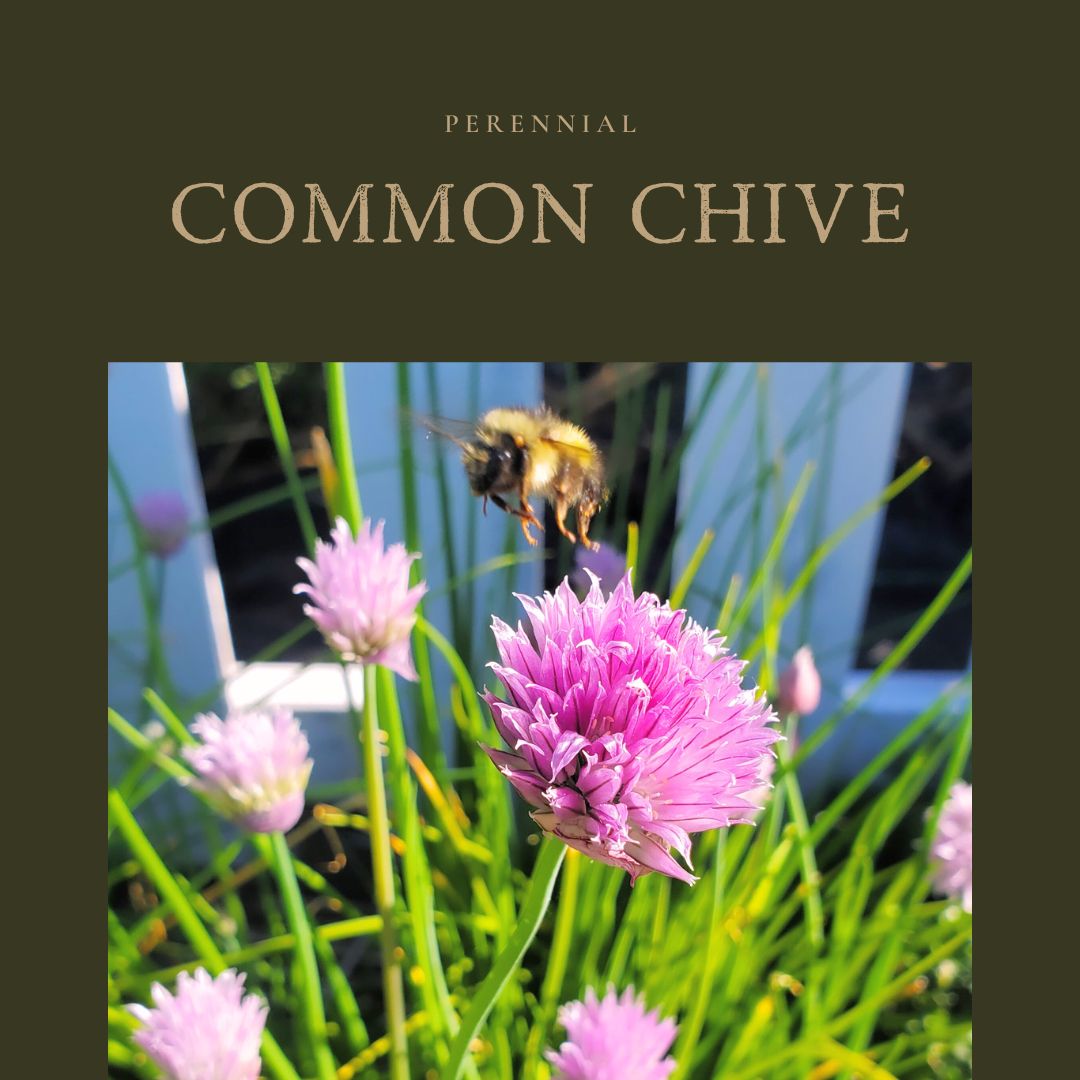 Common Chive