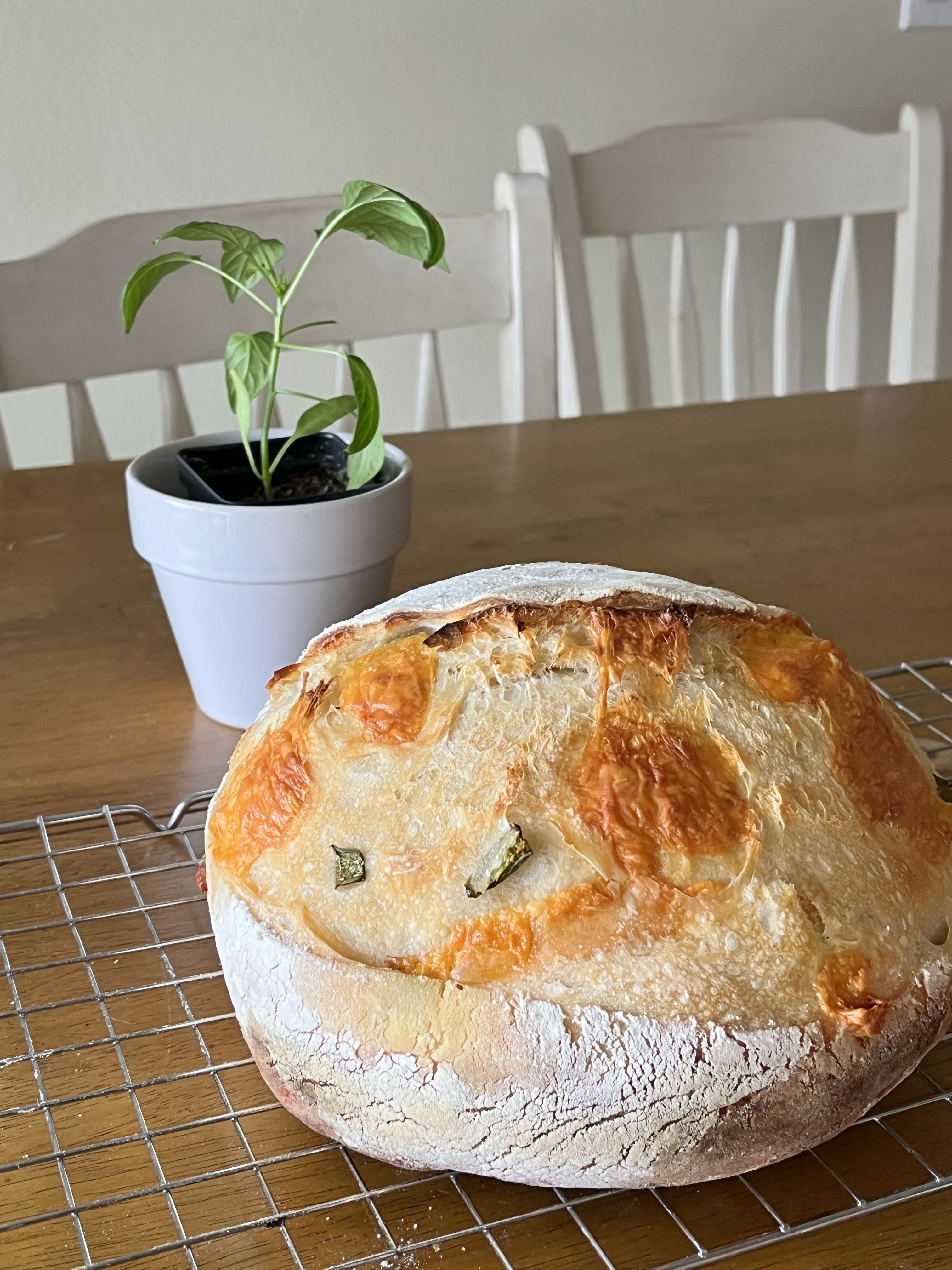 Cheddar Jalapeño Sourdough