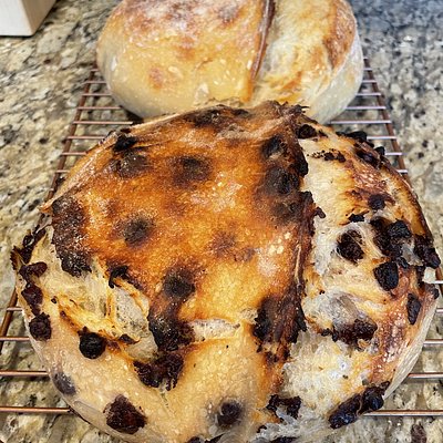 Chocolate Chip