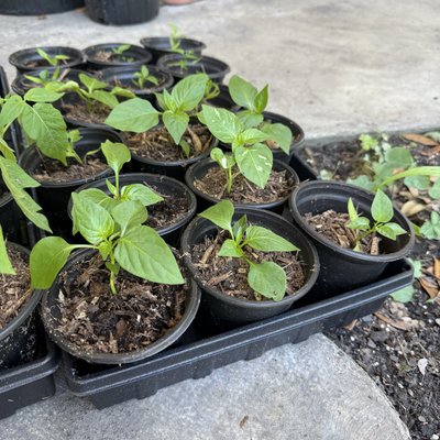 Mystery Pepper Plant