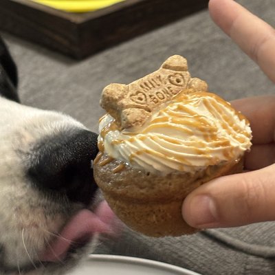 Doggie Cupcakes