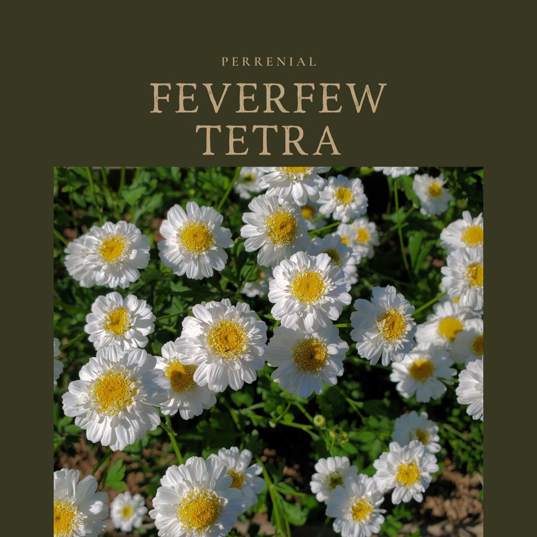 Feverfew Tetra