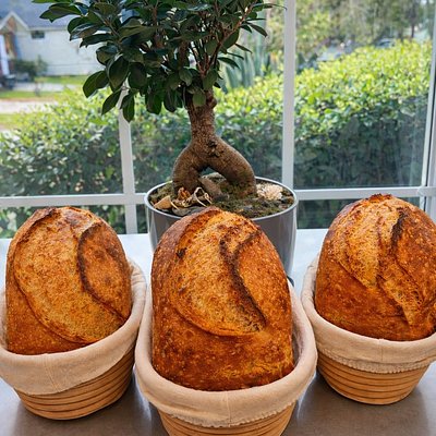 Monthly Subscription 1 Sourdough Batard Per Week 