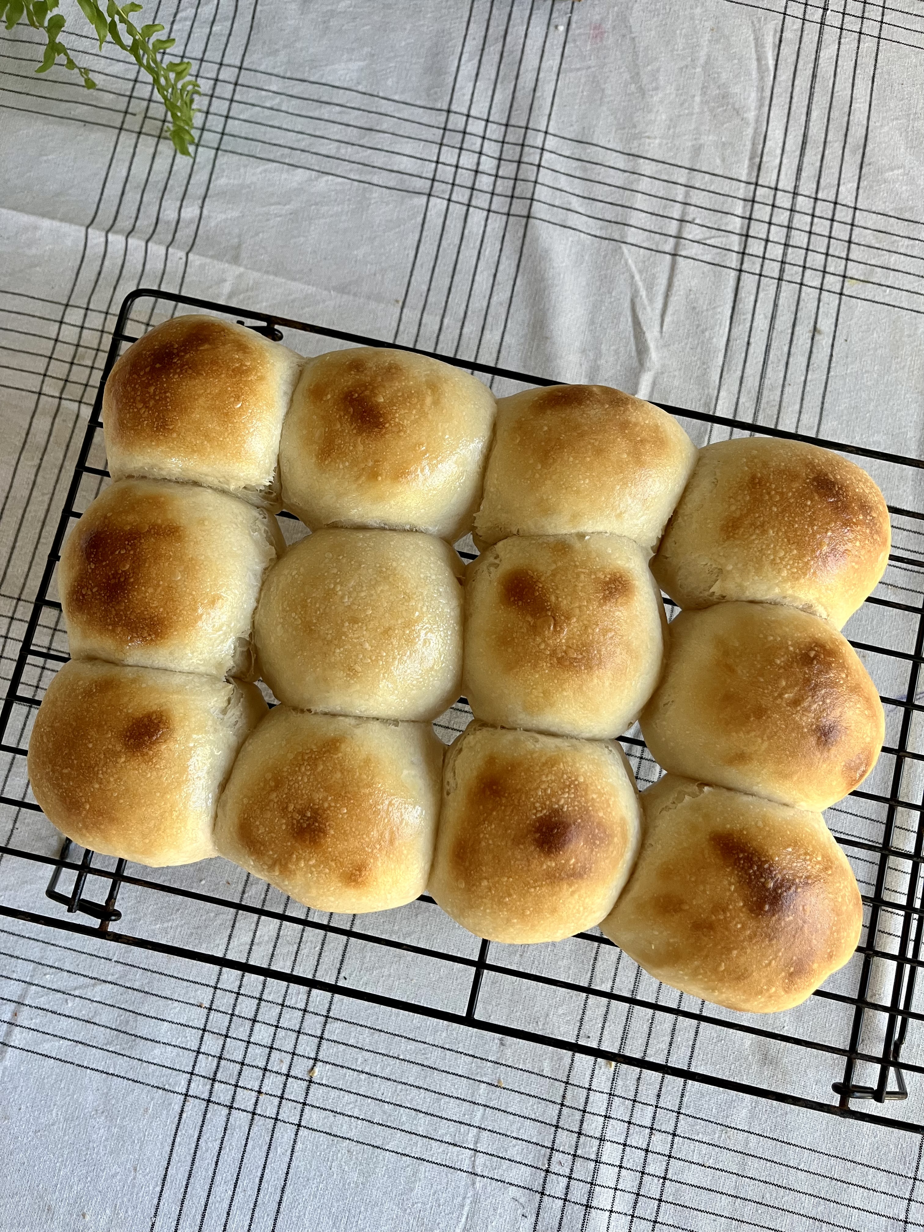Soft Sourdough Dinner Rolls (1/2 Dozen)