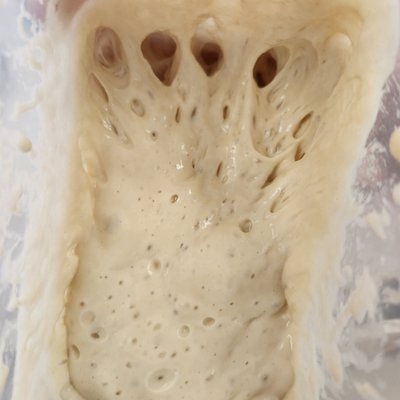 Sourdough Starter
