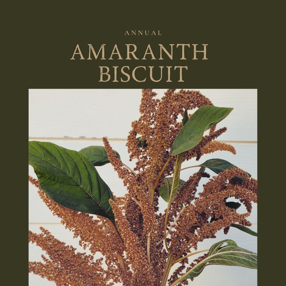 Amaranth Biscuit