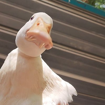Pekin Duck Hatching Eggs