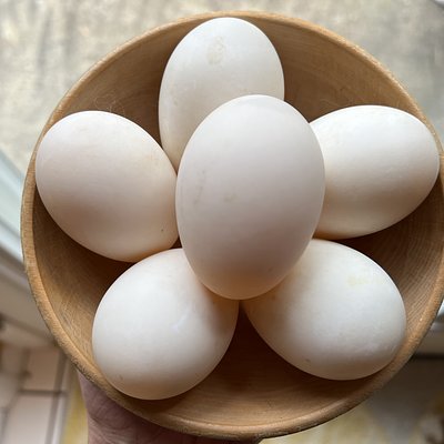 Organic Duck Eggs Dozen