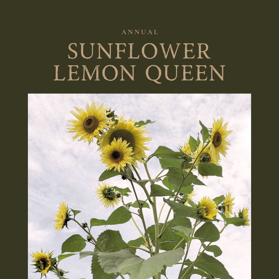 Sunflower Lemon Queen