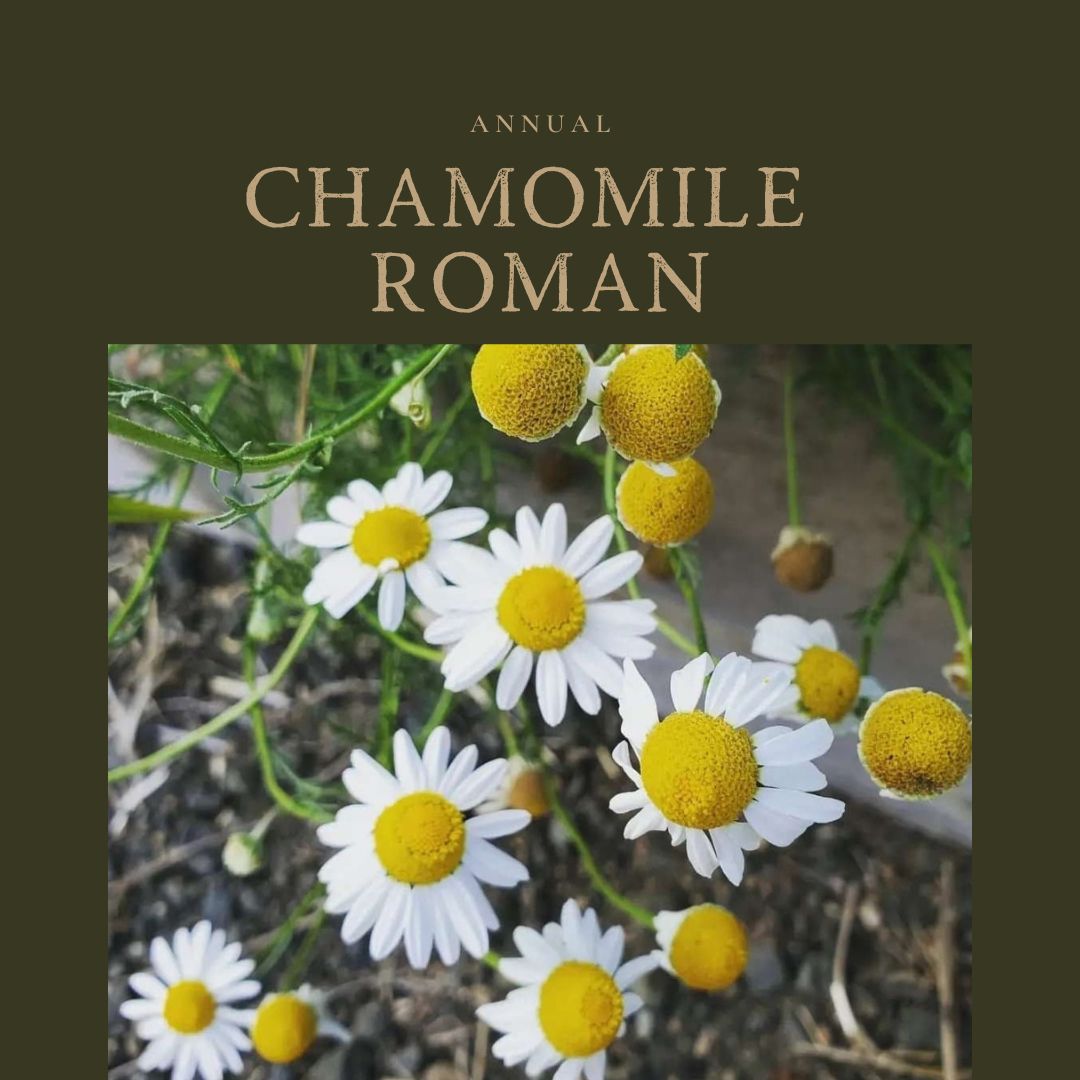 Chamomile Roman