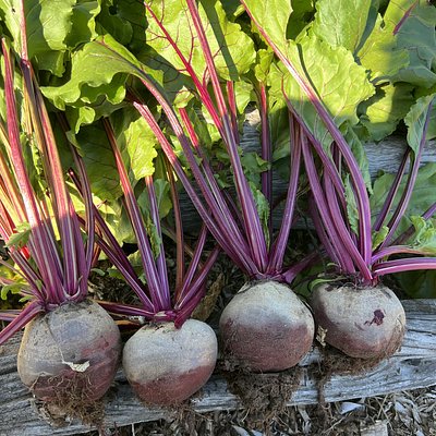Beetroot - Mixed Colours