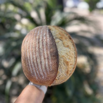 Sourdough Green Olive 