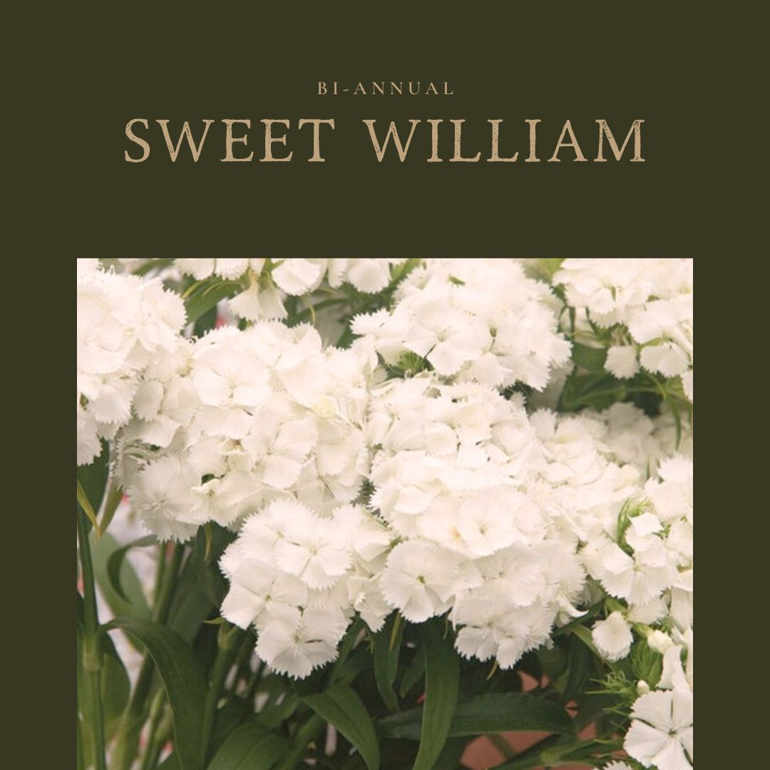 Sweet William