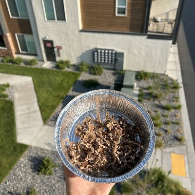SOUR CHERRY LARGE GRAPE MIX