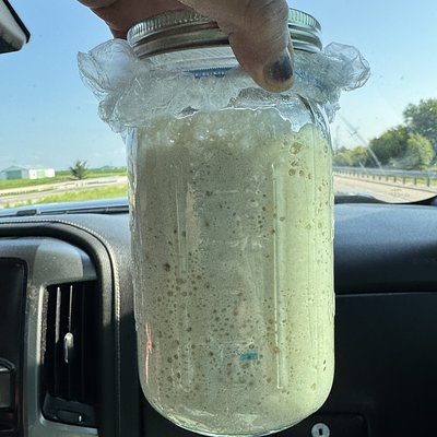 Active Sourdough Starter With Recipe