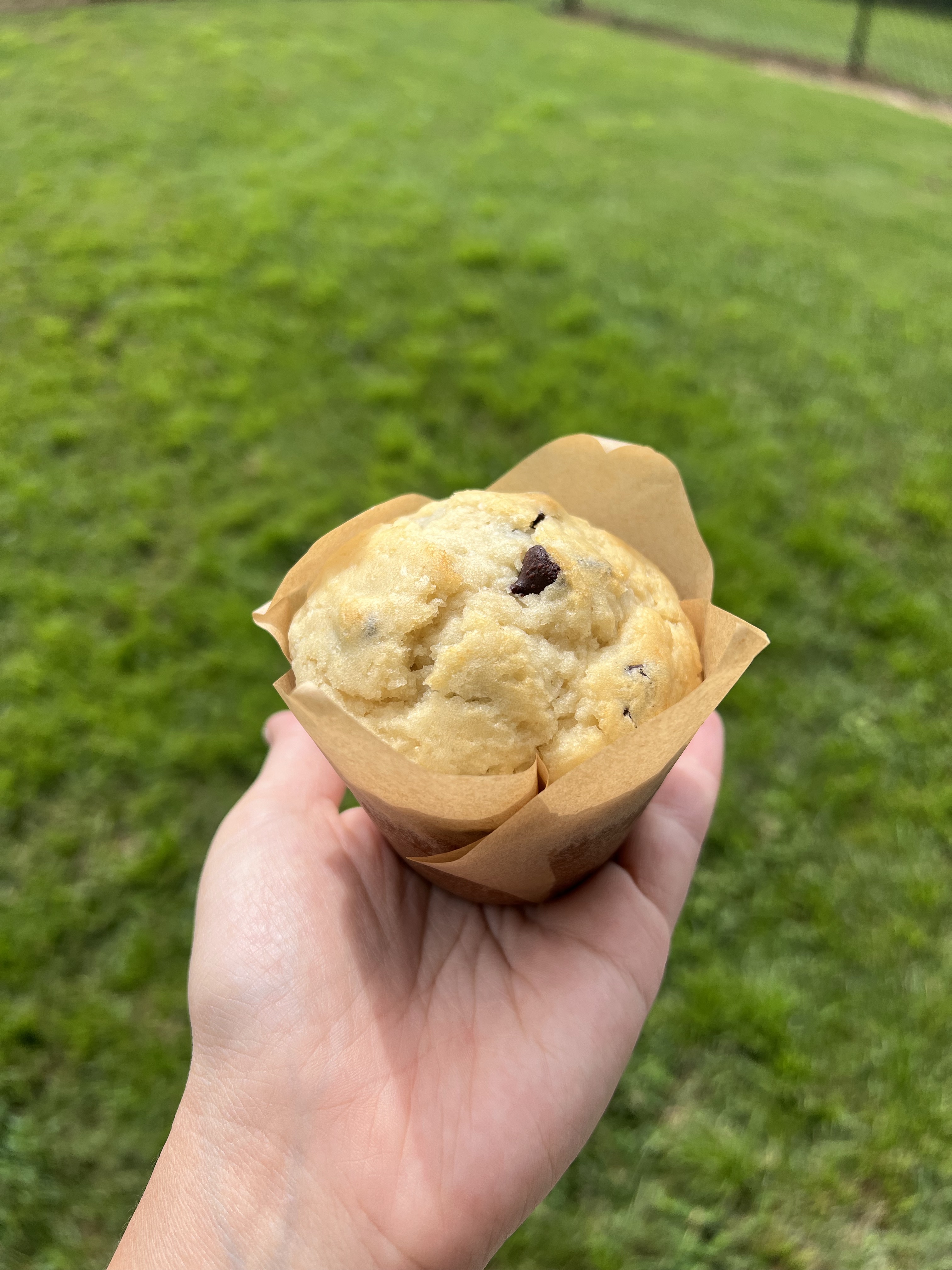 Chocolate Chip Muffins 