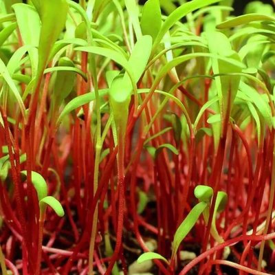 Beets