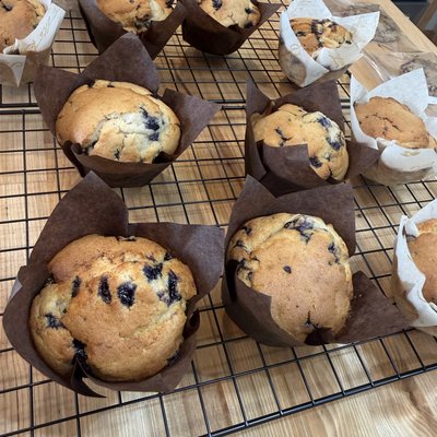 Jumbo Blueberry Muffins 