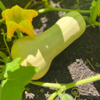 Butternut Sqush