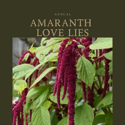 Amaranth Love Lies