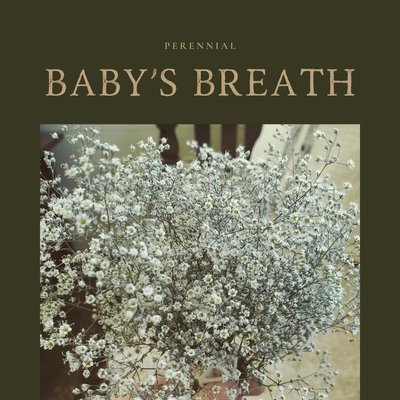 Babys Breath