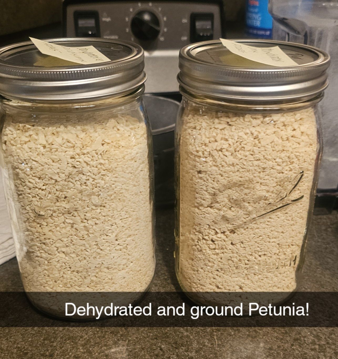 Dehydrated Petunia 