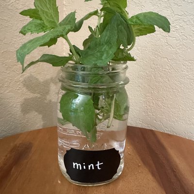 🌱Mint- Fresh Herbs