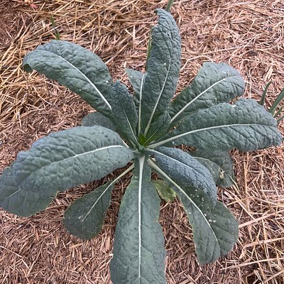Tuscan Kale - Bunch