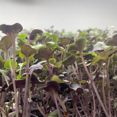 Radish