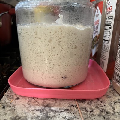 Sourdough Starter
