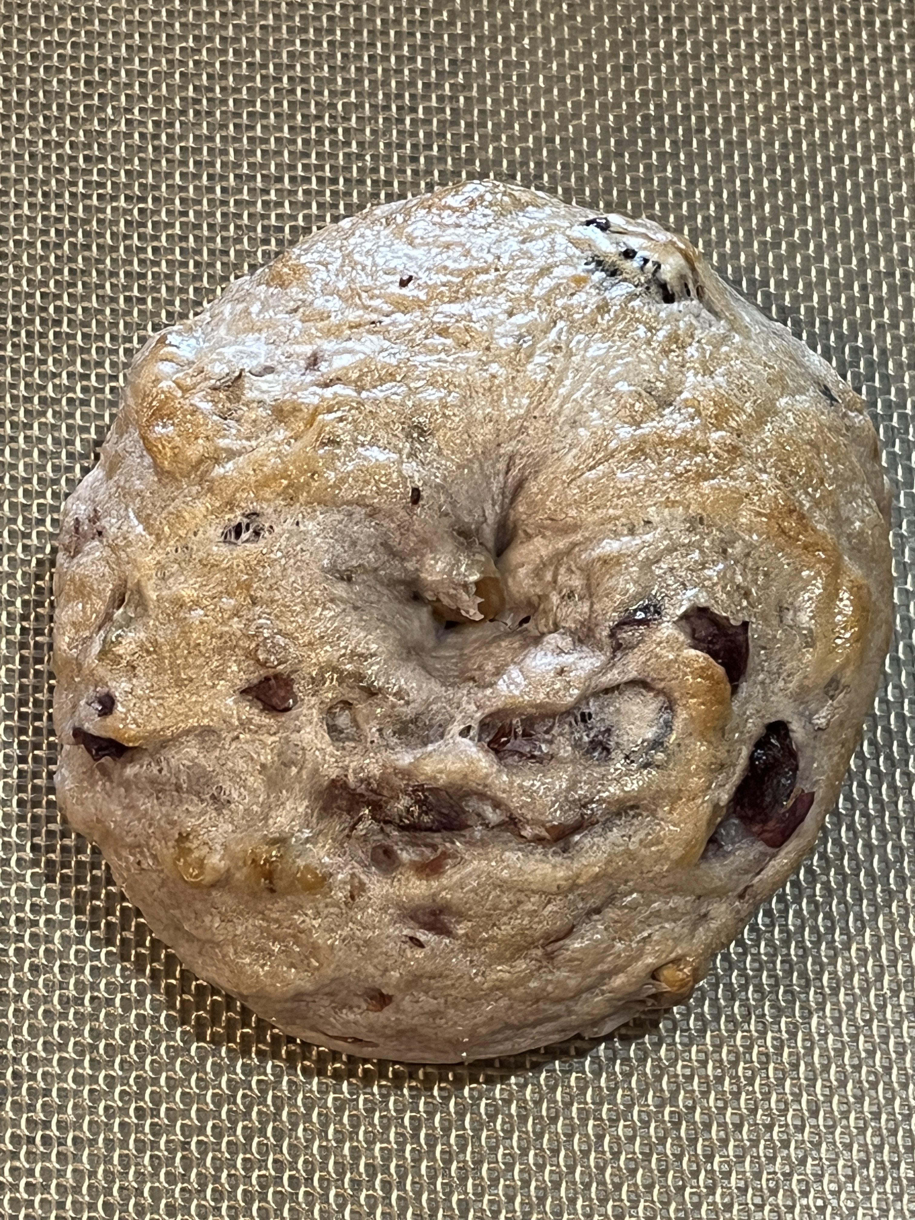 Cranberry Walnut Bagels (8)