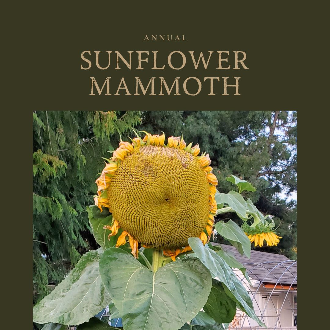 Sunflower Mammoth