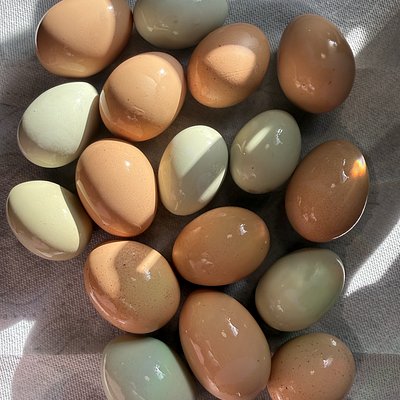 Farm Fresh Chicken Eggs (1 Dozen)