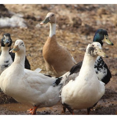 Duck Eggs- 6 Pack