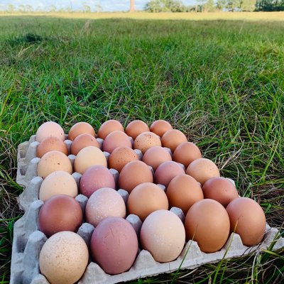 Farm fresh Egg Flats (30 Eggs) 