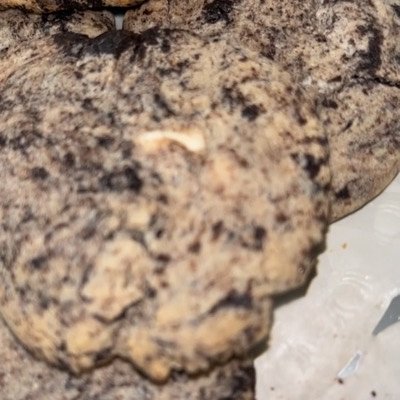 Cookies & Cream