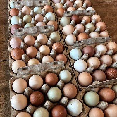 Pasture Raised Fresh Eggs