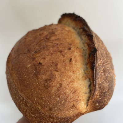 Low Gluten Einkorn 