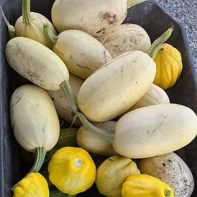 Spaghetti Squash