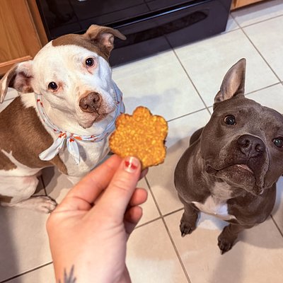 Peanut Butter & Pumpkin Dog Treats 10ct