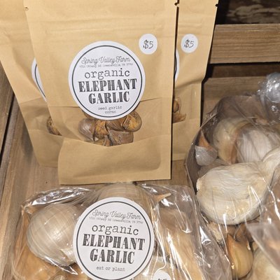 Elephant Garlic Corms