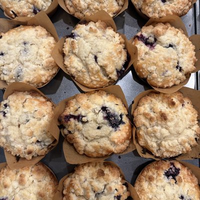 4 CT Sourdough Blueberry Muffins